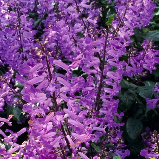 Magic Mona Purple Plectranthus