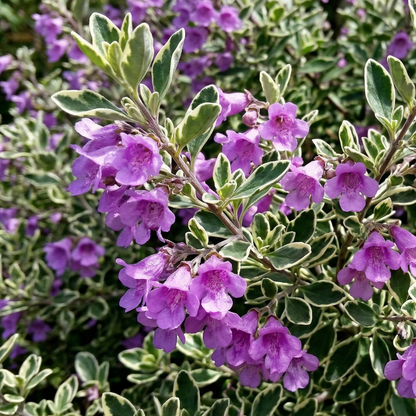 Variegated Mint Bush Prostanthera
