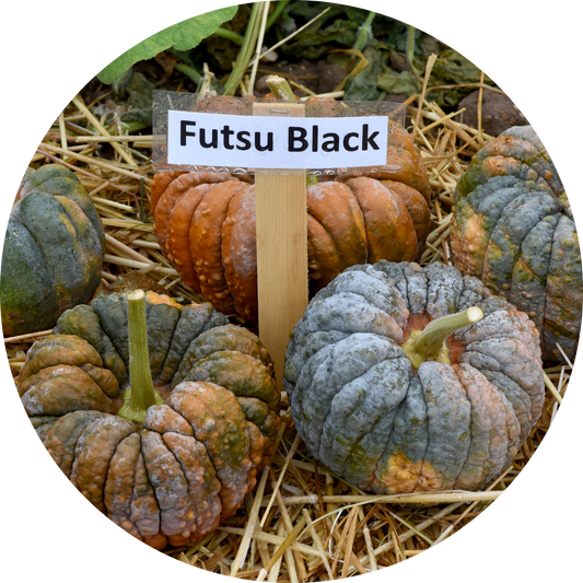 Black Futsu Squash