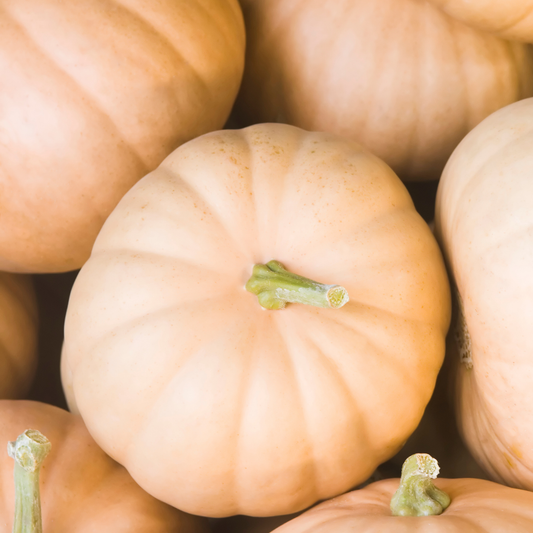 Long Island Cheese Pumpkin