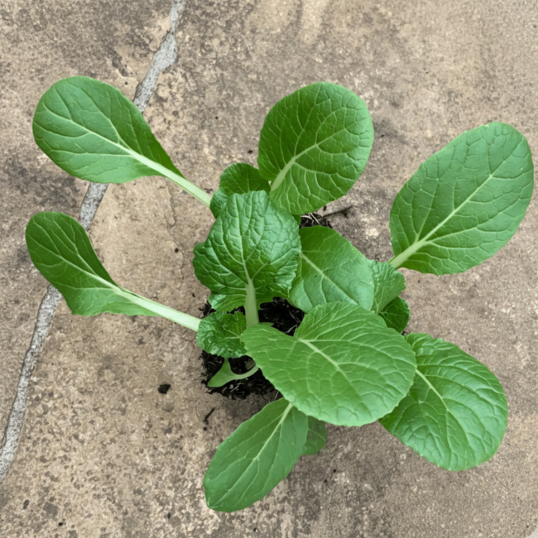 Green Pac Choi