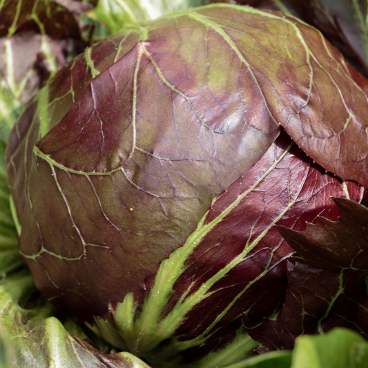 Palla Rossa Radicchio