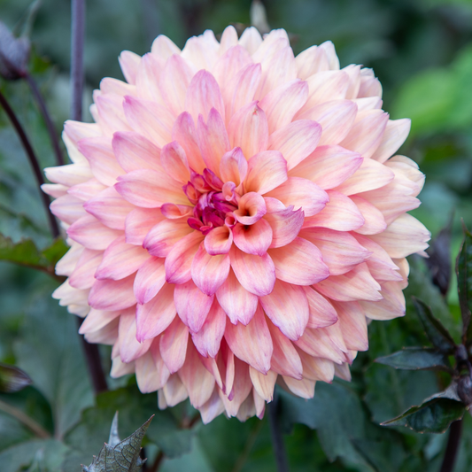 Peach Cherie Dahlia