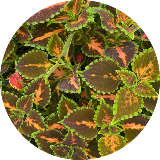 Coleus "Peach Julep"