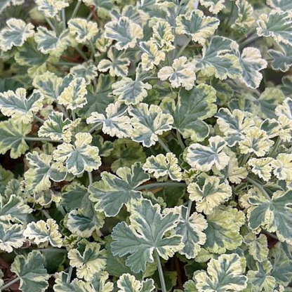 Creamy Nutmeg Geranium