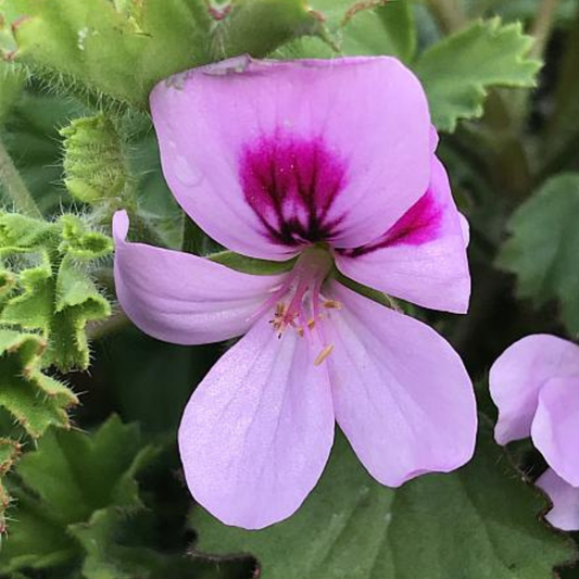 Lemona Geranium Crispum
