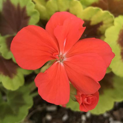 Occold Shield Geranium