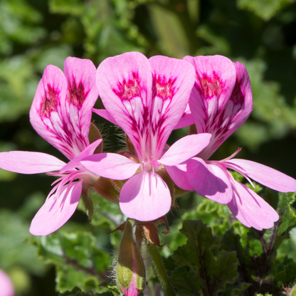 Quercifolium Geranium