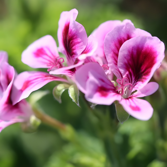 Ginger Geranium Torento