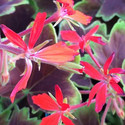 Vancouver Centennial Geranium