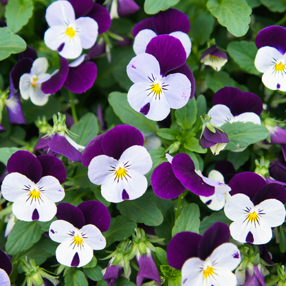 Penny White Jump Up Viola