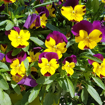 Penny Yellow/Purple Jump Up Viola