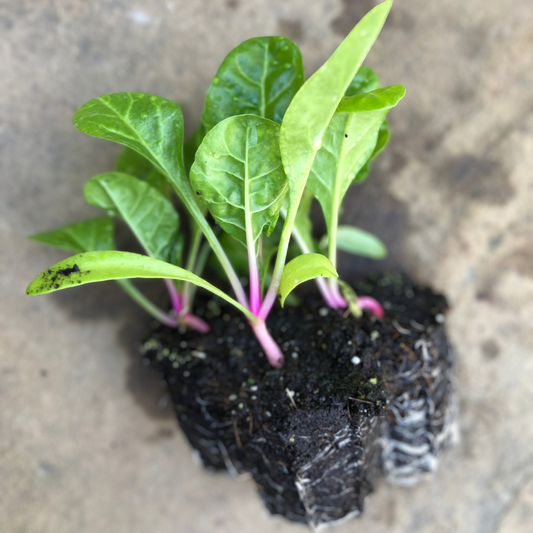 Peppermint Stick Chard