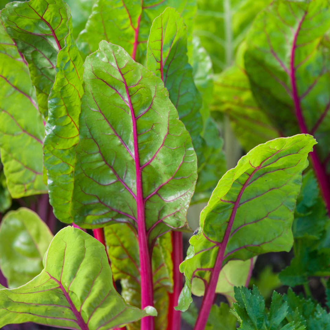 Peppermint Stick Chard