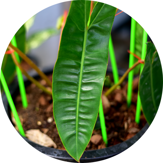 Black Billietiae Philodendron