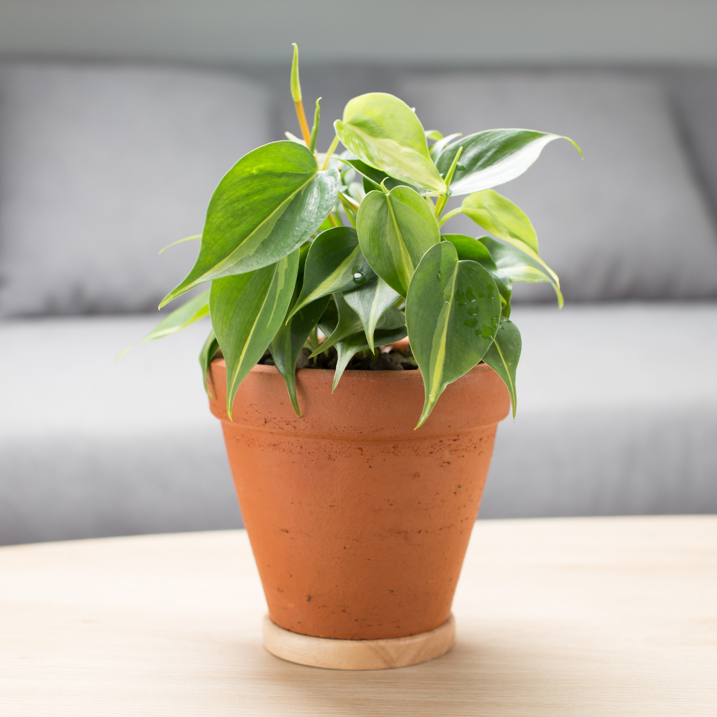 Hederaceum Philodendron