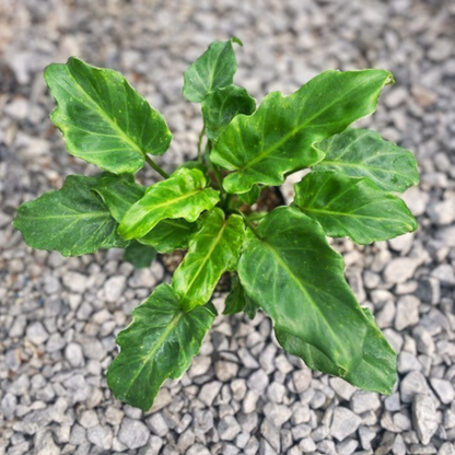 Xanadu Philodendron