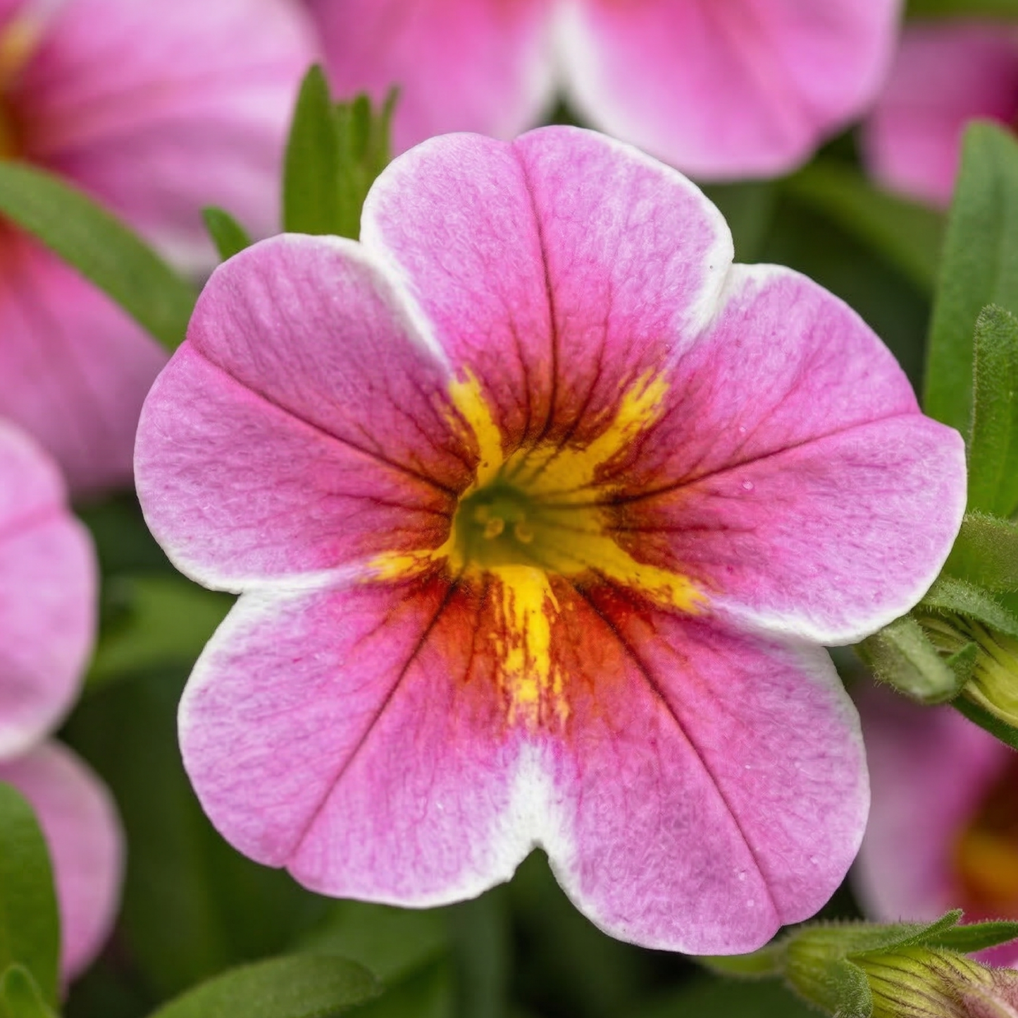 Pink Starfruit MiniFamous Uno Calibrachoa