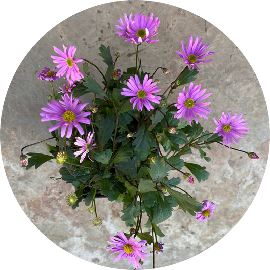 Swan River Daisy "Pink Floral"