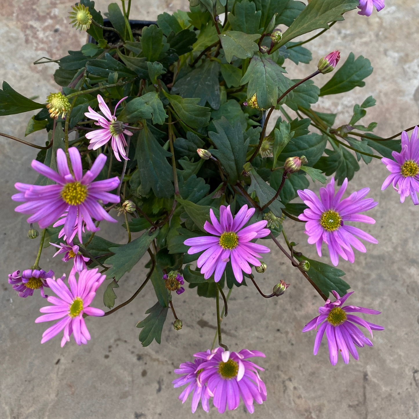 Pink Floral Swan River Daisy