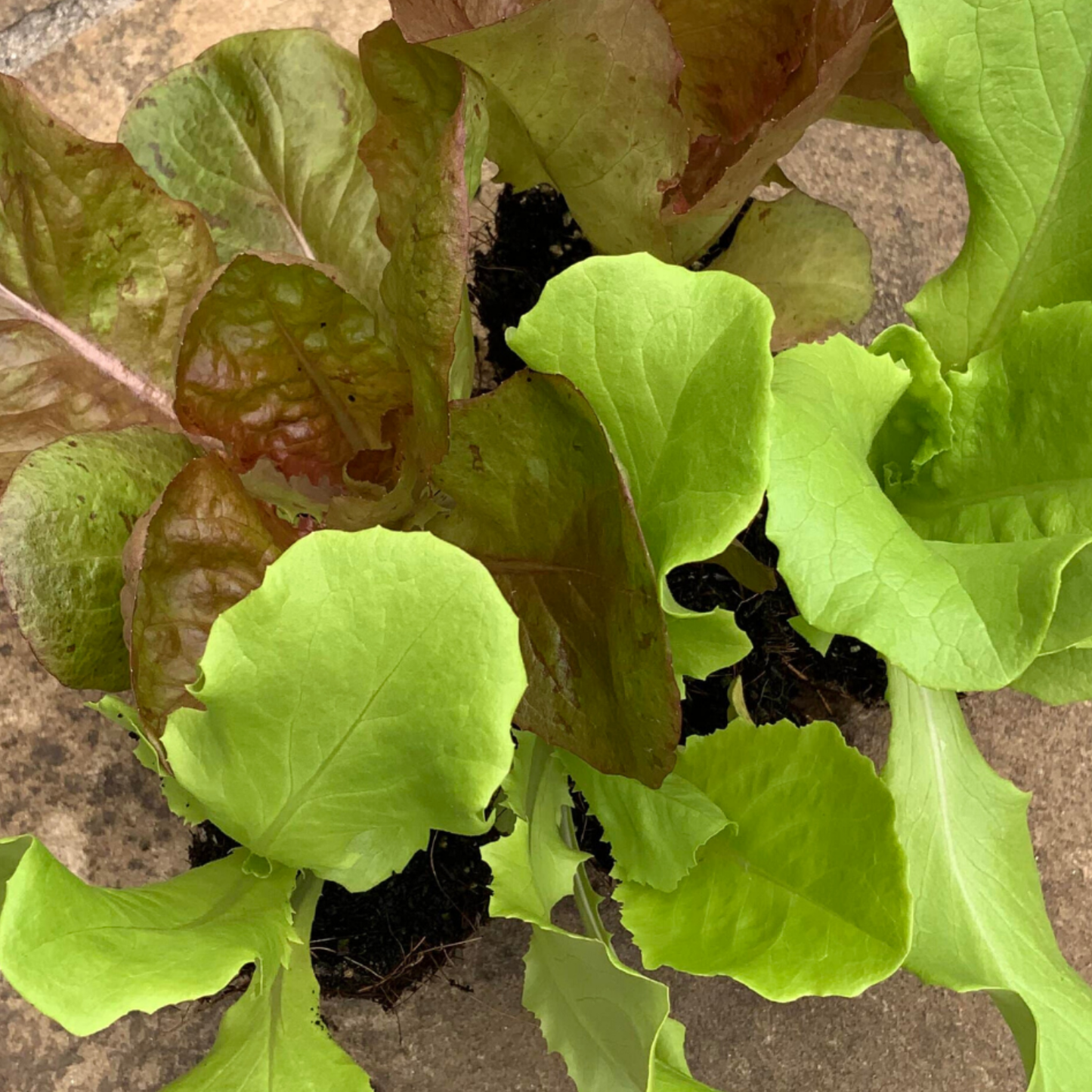Northern Queen Butterhead