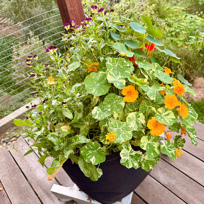 Pollinator Pot Garden Kit