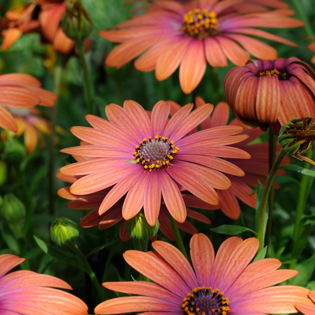 Bronze African Daisy