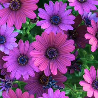 Midnight Purple African Daisy