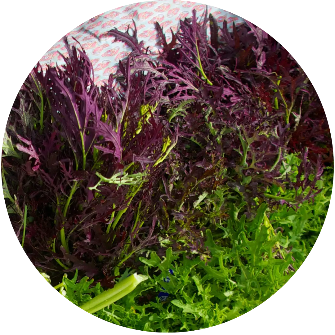 Purple Streaks Mustard Greens