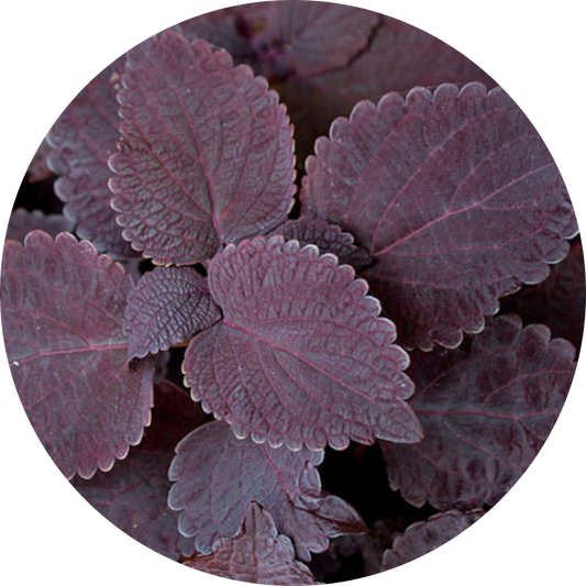 Coleus "Purple Hues"