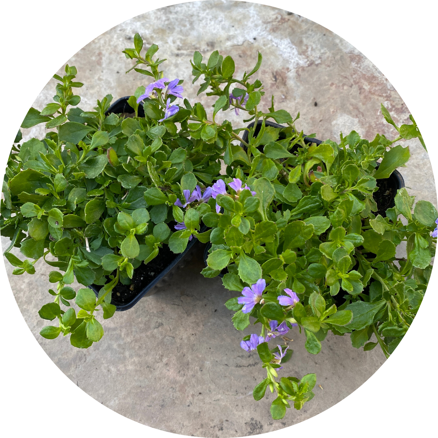 Fan Flower "Purple Floral"
