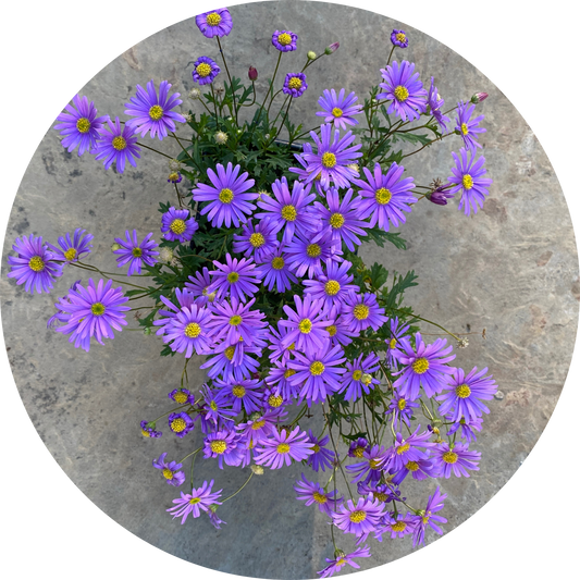 Swan River Daisy "Purple Floral"