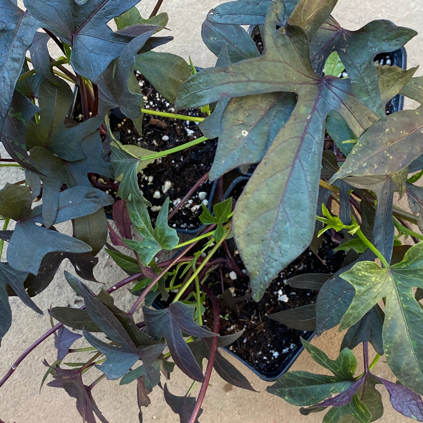 Purple Sweet Potato Vine