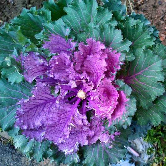 Purple Tree Collard