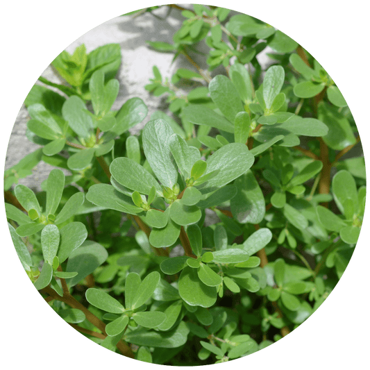 Purslane