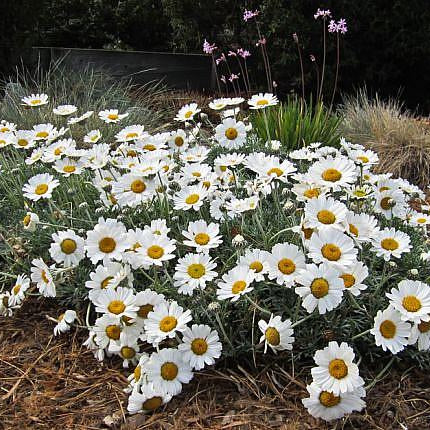 Moroccan Daisy