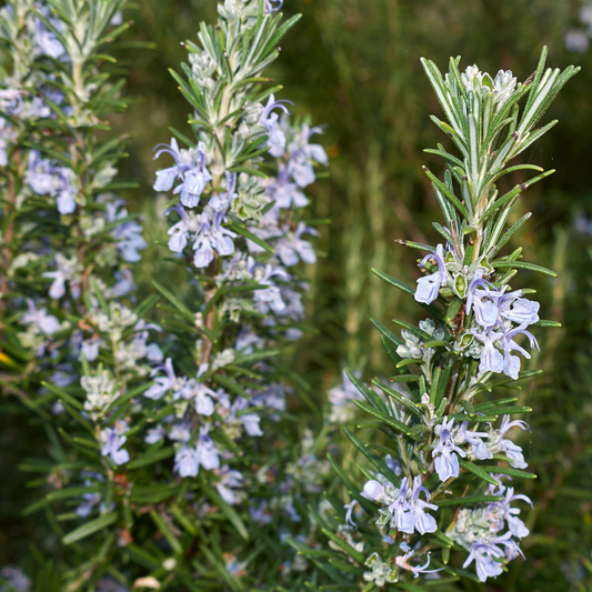 Blue Lagoon Rosemary