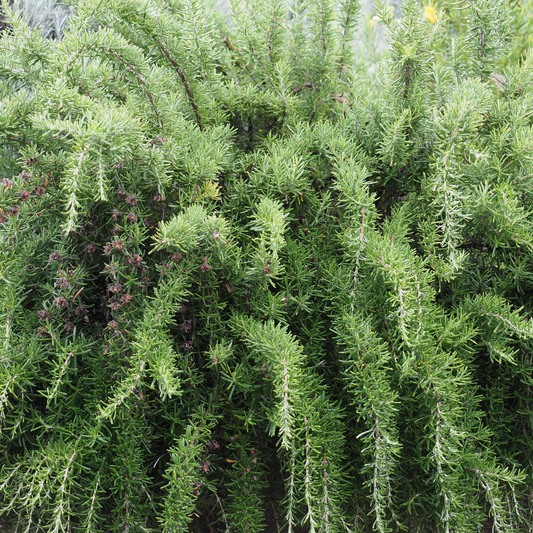 Capercaillie Rosemary