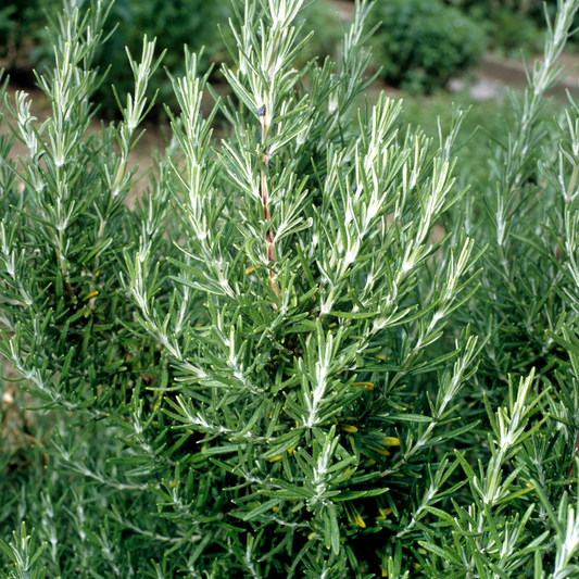 Foxtail Rosemary