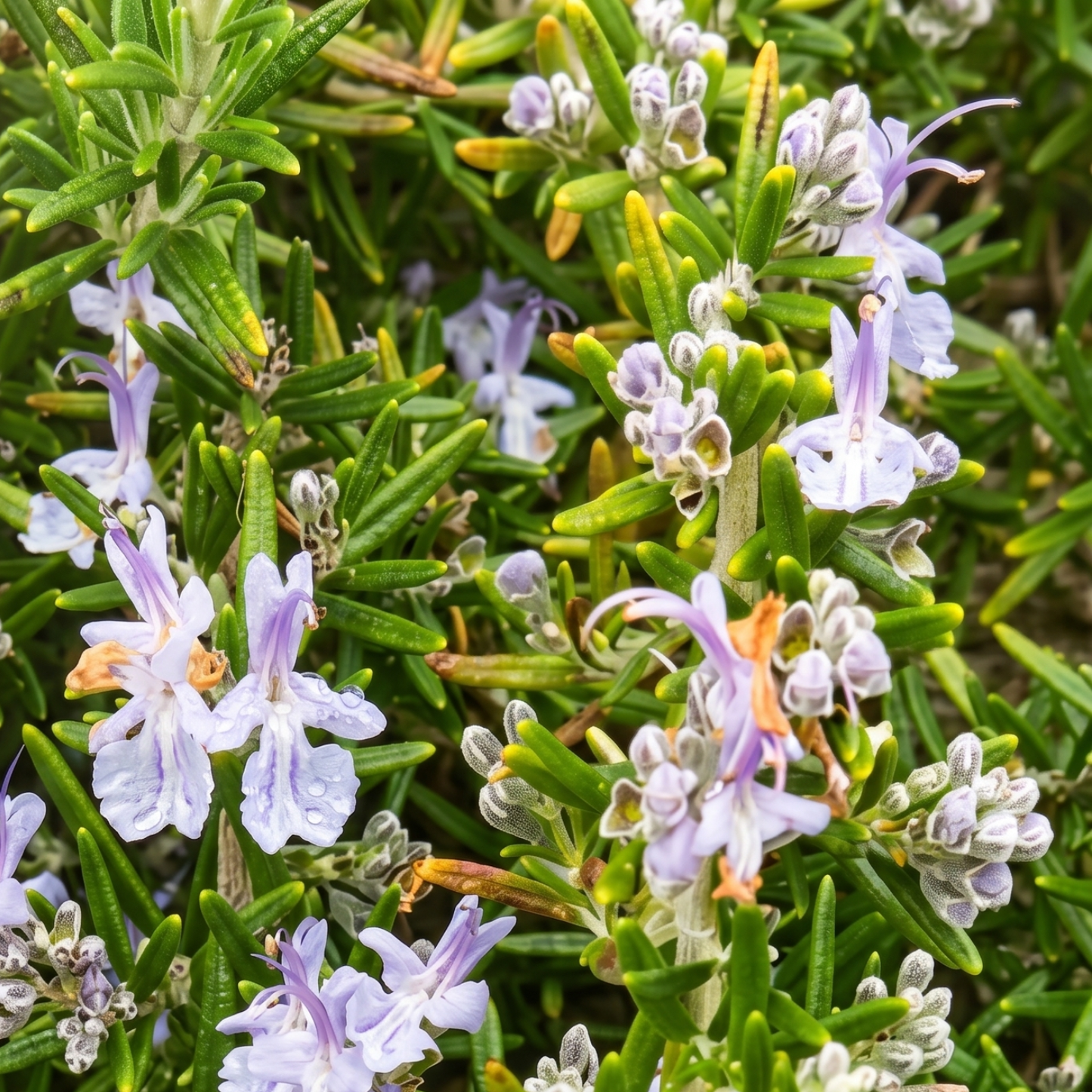 Huntington Carpet Rosemary