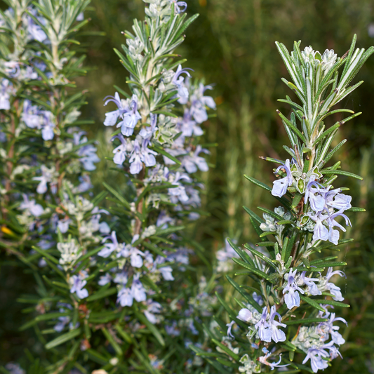 Irene Trailing Rosemary