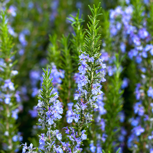 Tuscan Blue Rosemary - Narrow Leaf