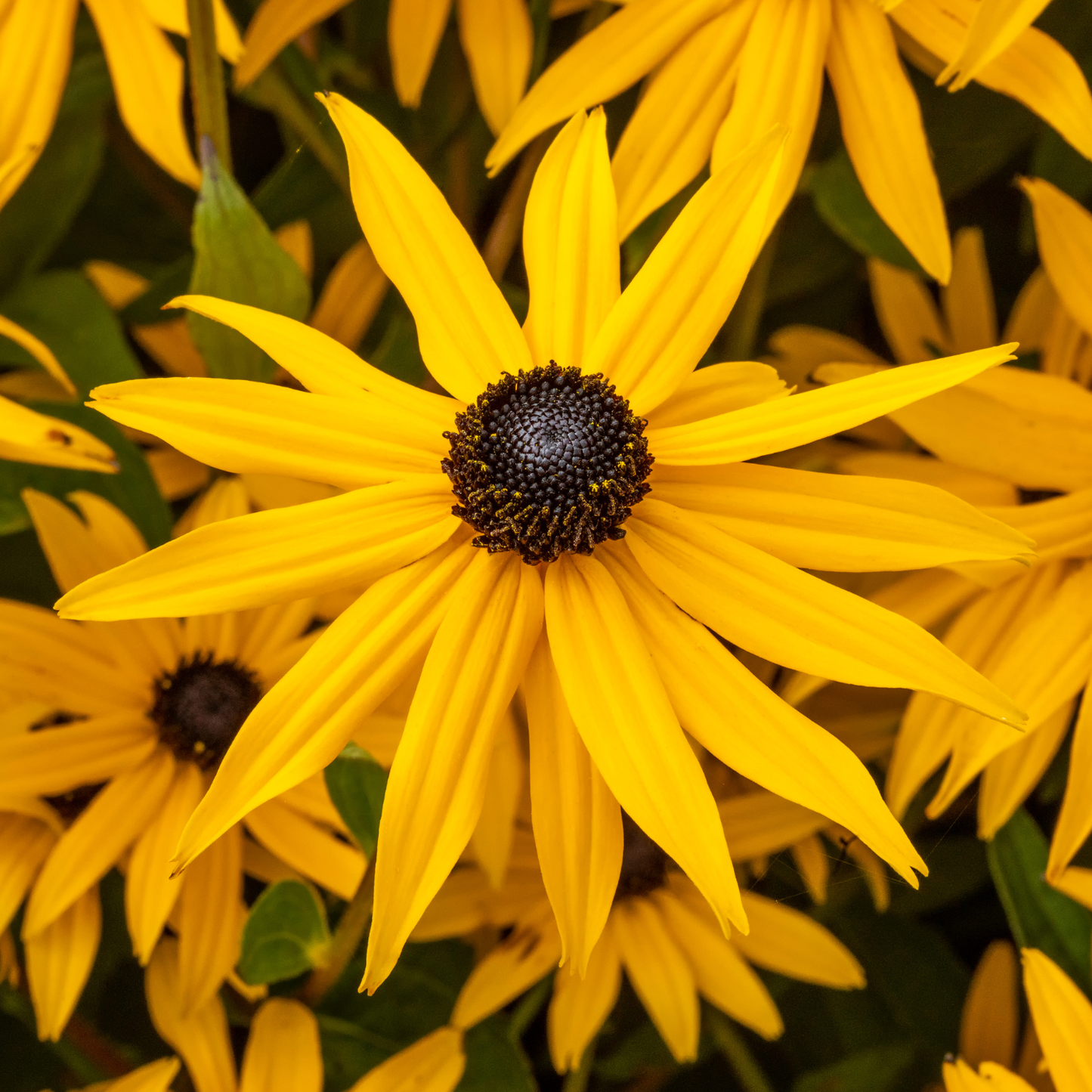 Goldsturm Black-Eyed Susan