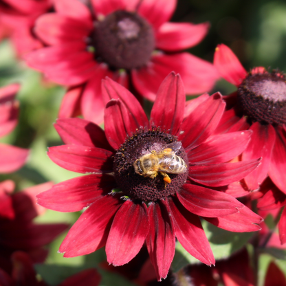 Cherry Brandy Rudbeckia