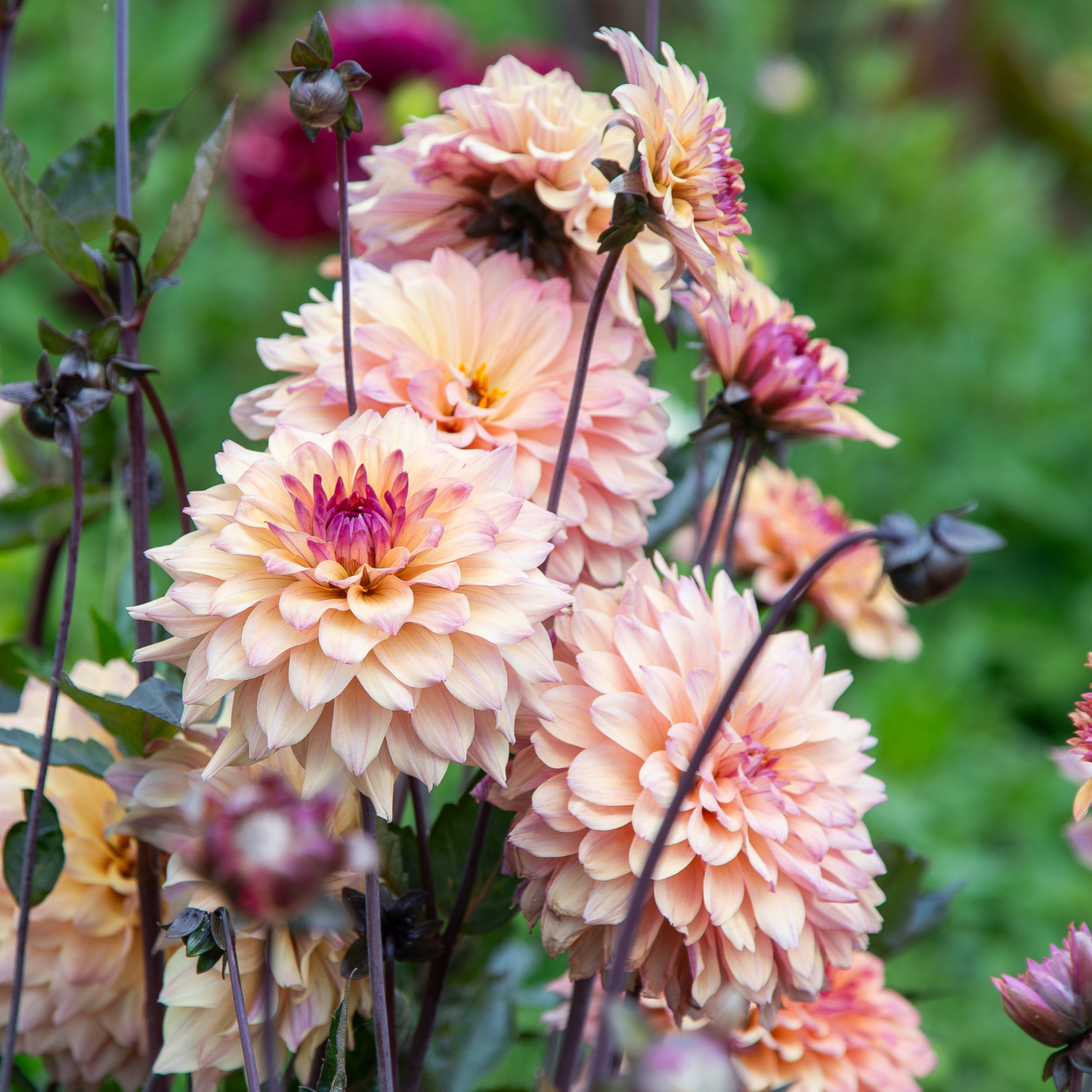 Radiant Peach Darlin' Dahlia