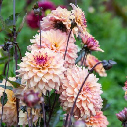 Radiant Peach Darlin' Dahlia