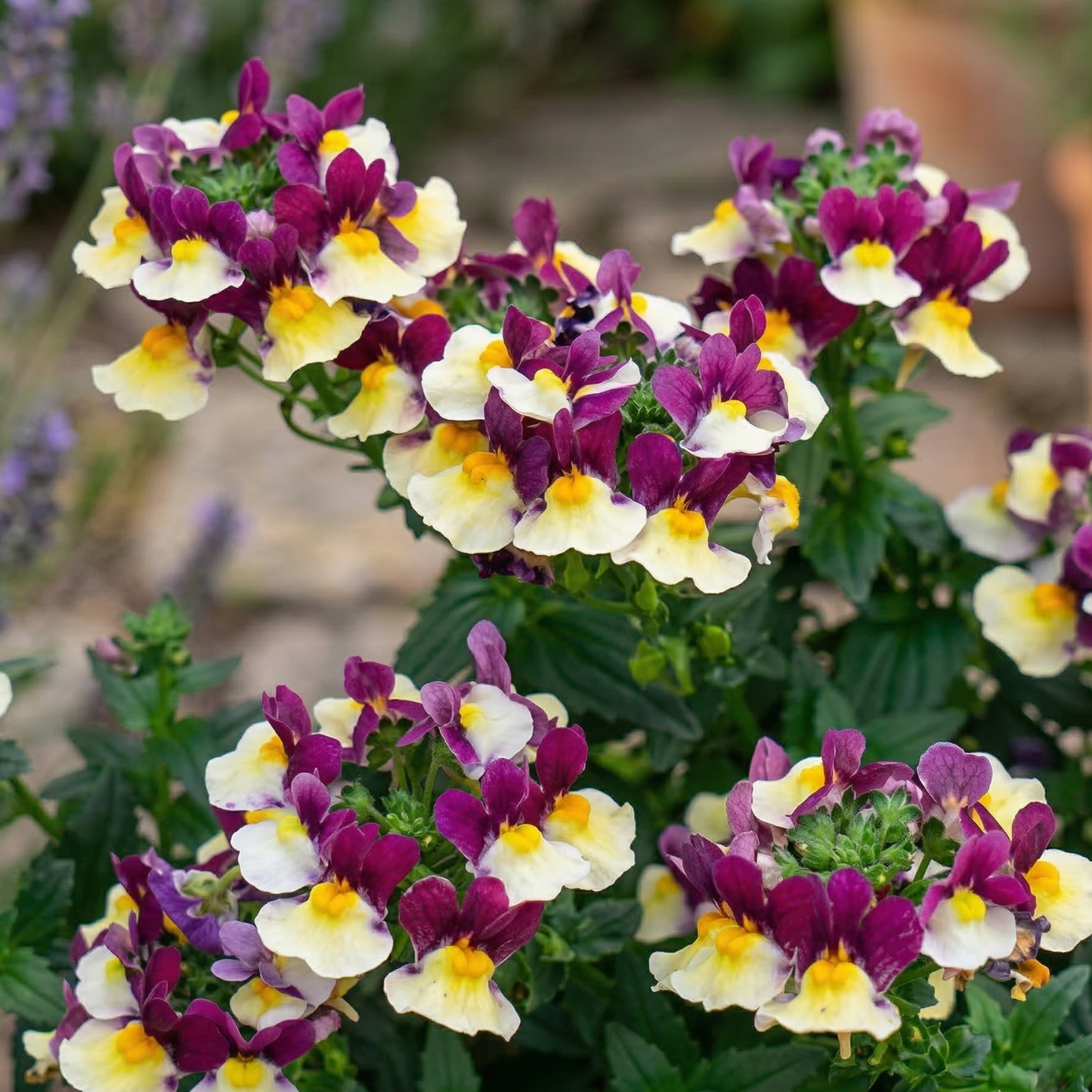 Raspberry Lemonade Escential Nemesia