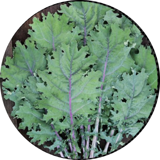 Red Russian Kale
