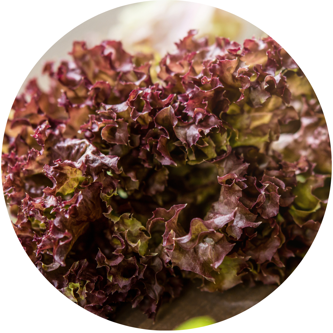 Red Salad Bowl Leaf Lettuce