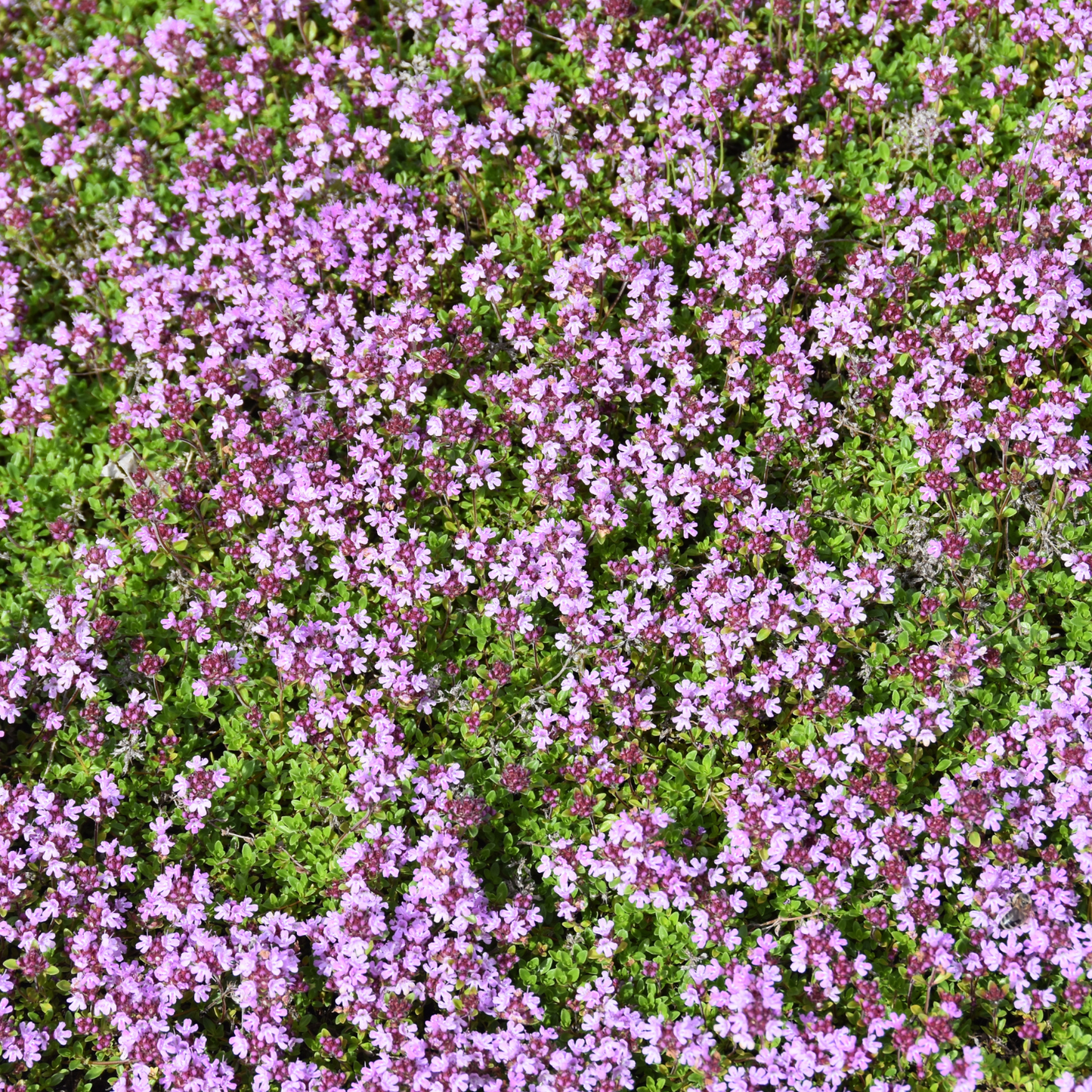 Red Creeping Thyme